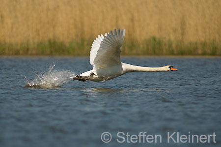 016 Höckerschwan im Flug (Cygnus olor)